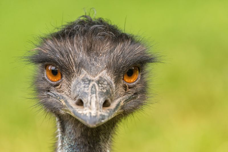 Months ago, emus started showing up in a tiny Australian town ...