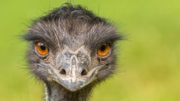 emu stock