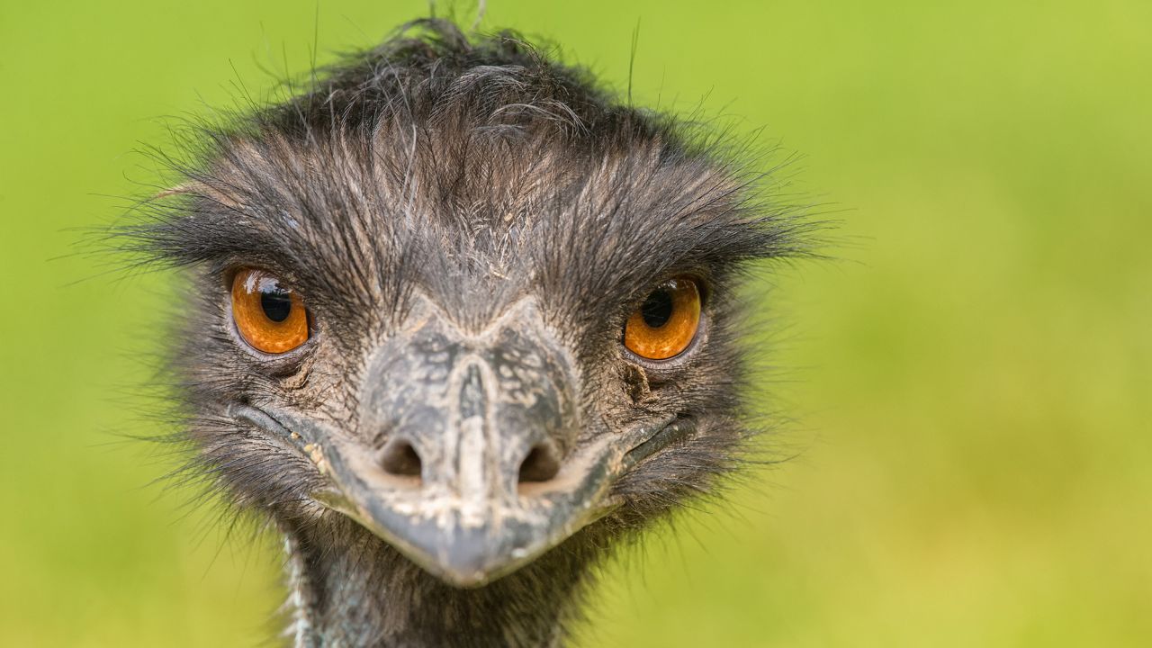 Emus are a tall, flightless bird native to Australia, and resemble their relative the ostrich.