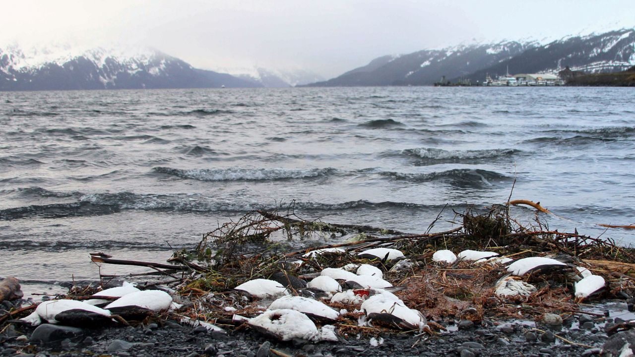 Dead common murres washed up in Whittier, Alaska, on January 7, 2016.