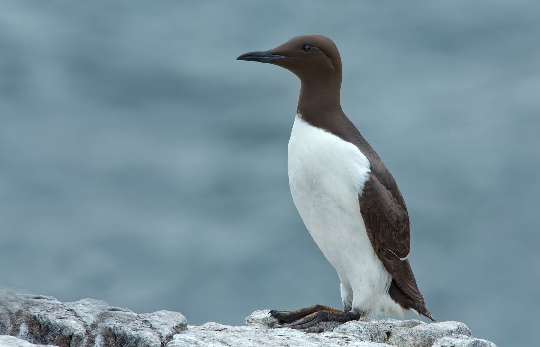 A common murre -- a fish-eating seabird of the North Pacific.