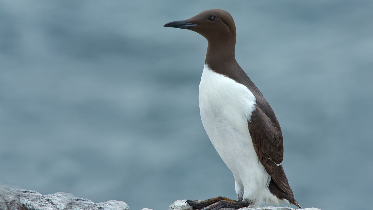 A common murre -- a fish-eating seabird of the North Pacific.