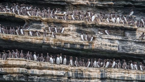 A colony of common murres.