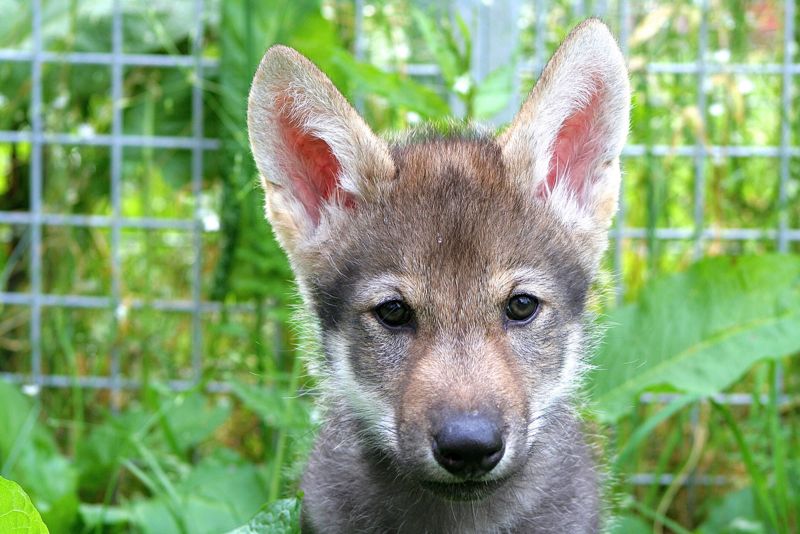 Wolf puppies like domesticated dogs love to play fetch CNN