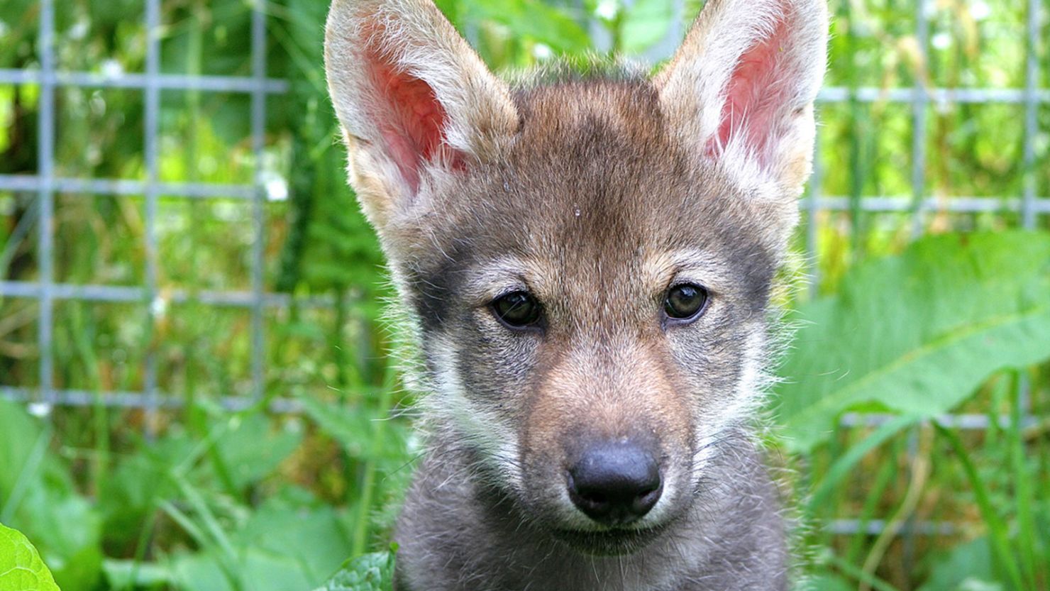 A wolf puppy named Flea who participated in the study.