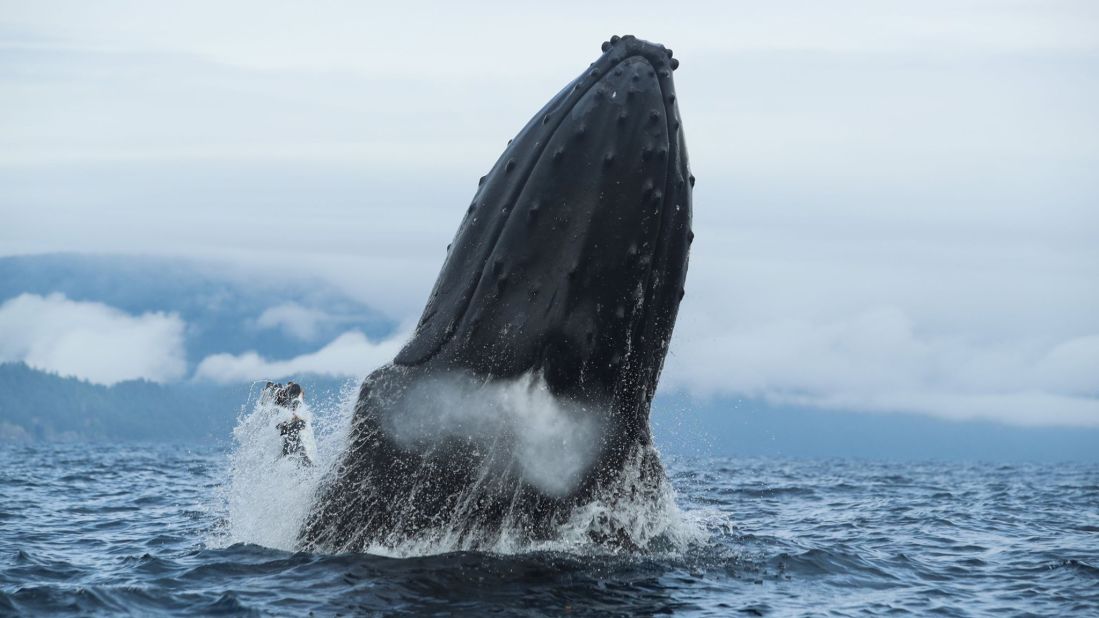 <strong>Wildlife: </strong>More than 20 species of whale and dolphin have been catalogued here, including the orcas, for whom the islands' nutrient-dense fjords and channels are a critical feeding habitat.