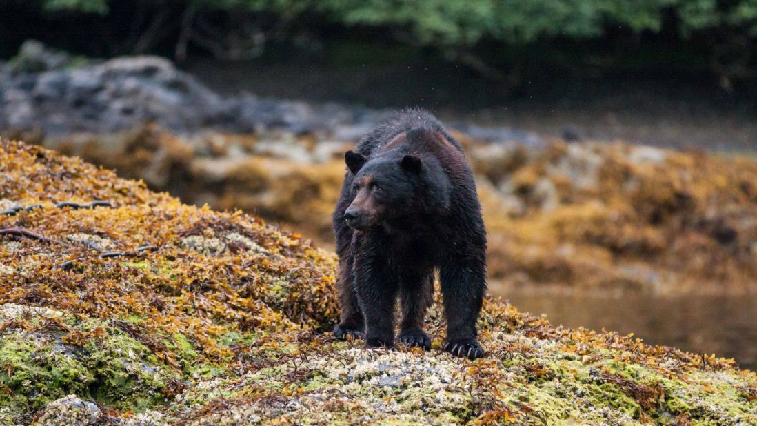 <strong>Haida Gwaii Black Bear: </strong>The largest of its kind in the world, it is recognized by its over-developed skull and jaws strong enough to crush sea urchin shells and salmon bones.