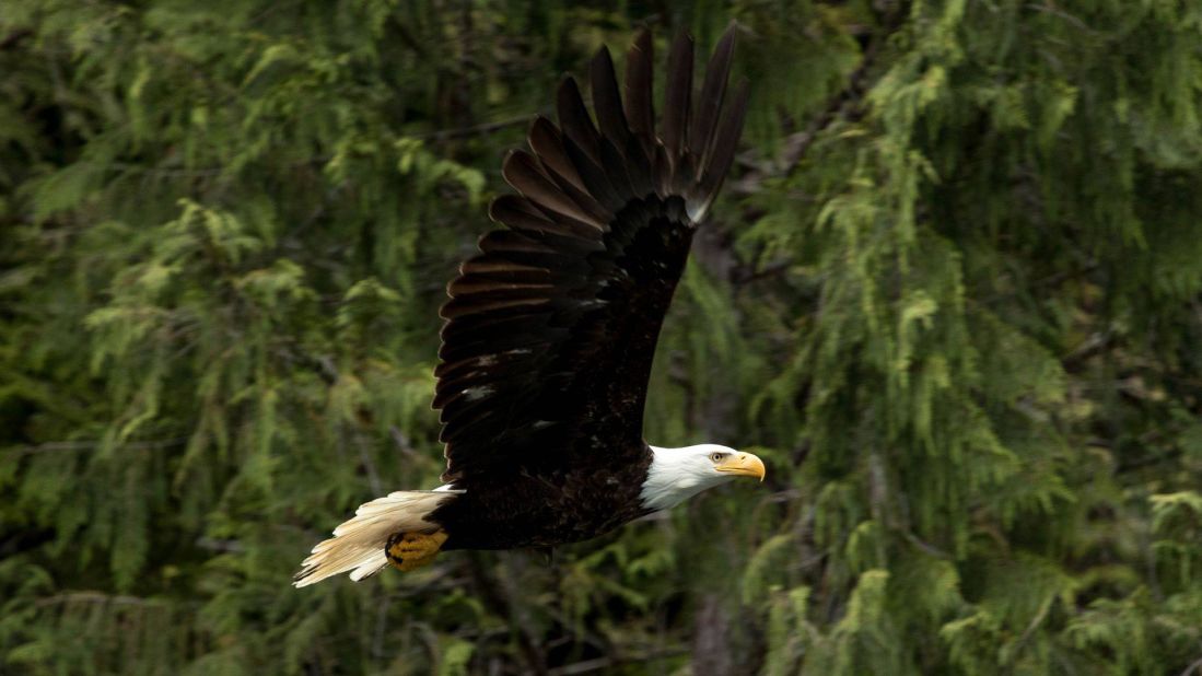 <strong>Bald eagle:</strong> Sightings of the species are common on the islands.