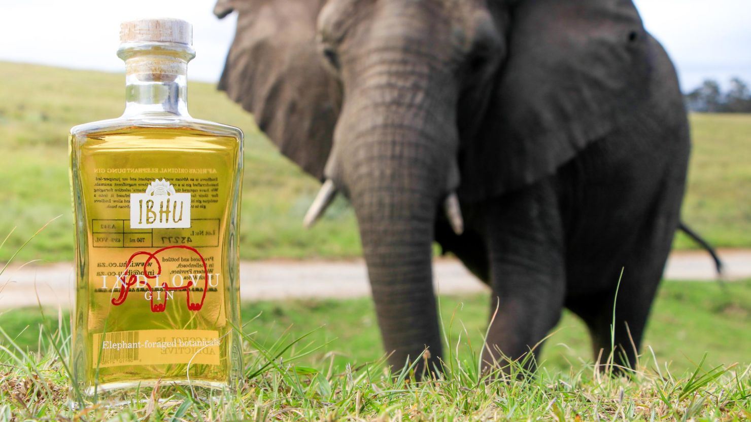 Indlovu Gin is infused with botanicals sourced from elephant dung.