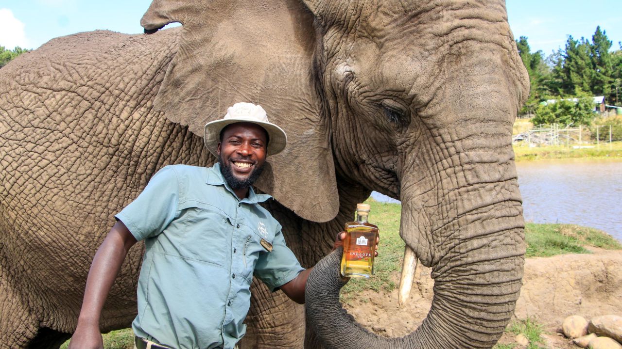 A guide at Knysna Elephant Park with a bottle of Indlovu Gin.