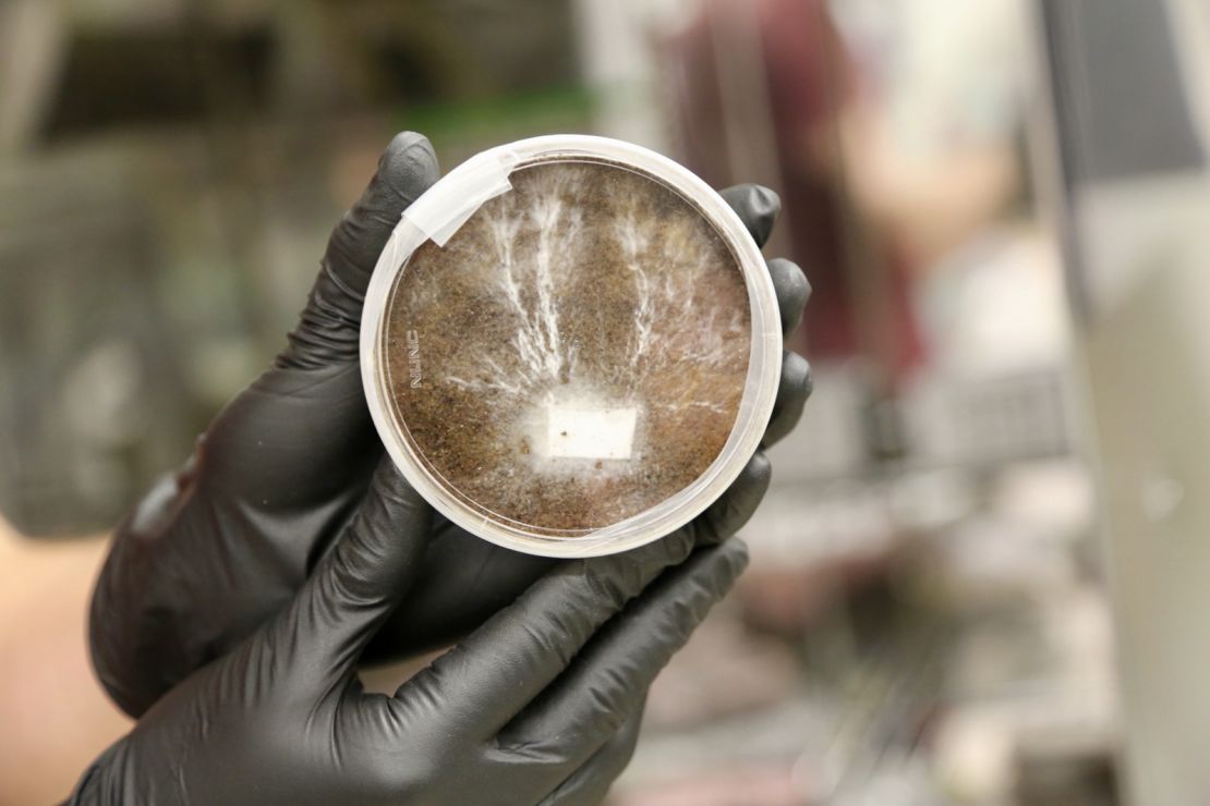 A petri dish containing mycelia