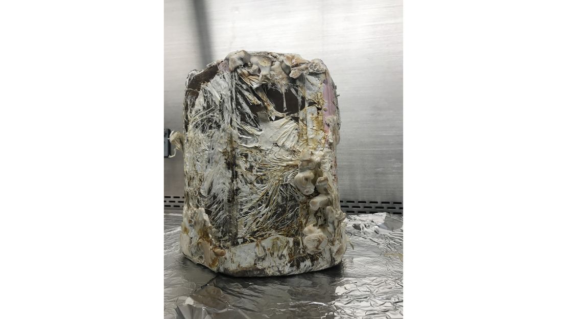 A stool constructed out of mycelia after two weeks of growth.