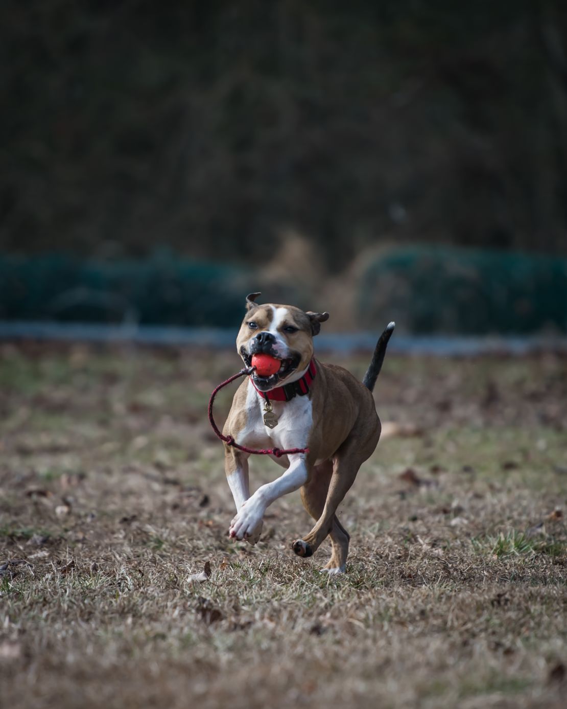 Hansel can now sniff out 14 different ignitable odors.