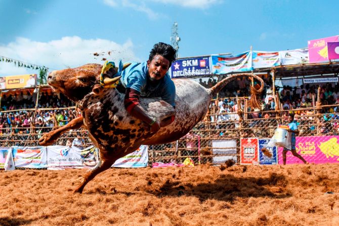 A participant tries to control a bull during the annual bull taming Jallikattu festival in the Palamedu village in the southern Indian state of Tamil Nadu on Thursday, January 16.