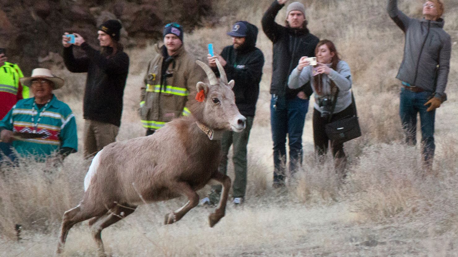 Nevada wildlife officials and the Pyramid Lake Paiute Tribe released 21 bighorn sheep in the hills of Pyramid Lake, where they haven't lived since the start of the 20th century. Judging by their euphoric gallops, the sheep like their new habitat just fine. 