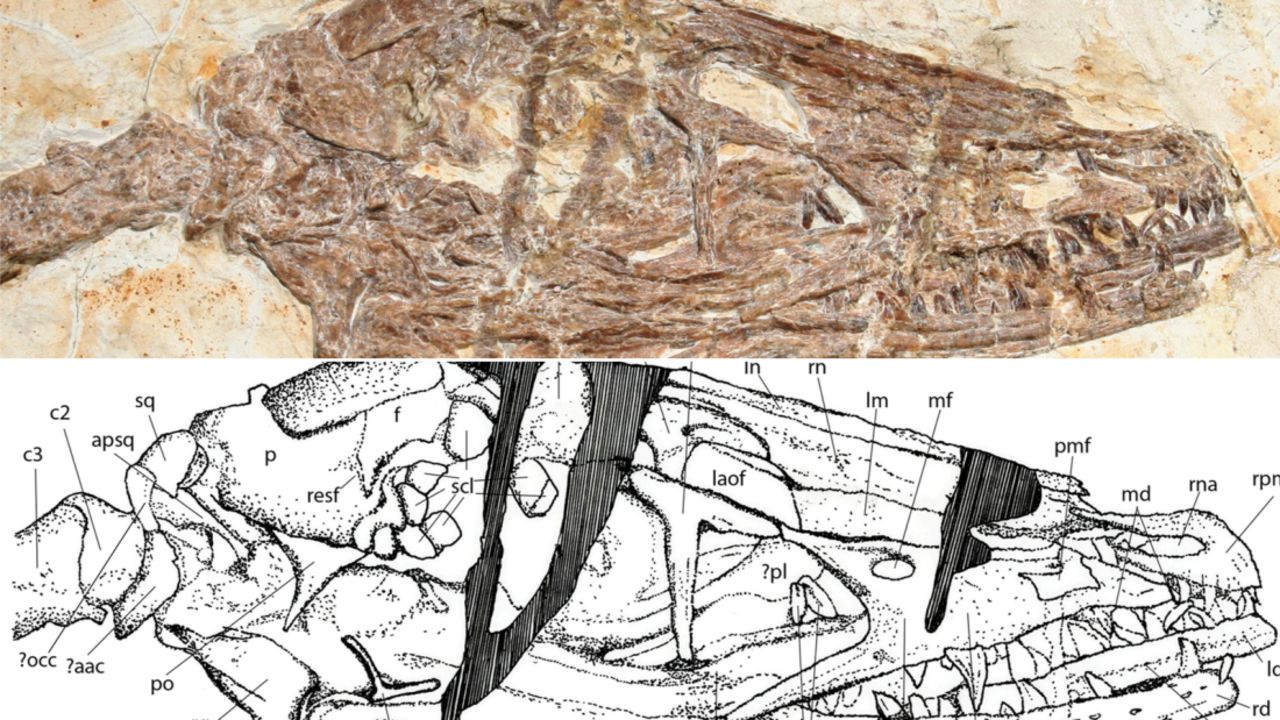 A closer look at the skull, along with a detailed drawing.