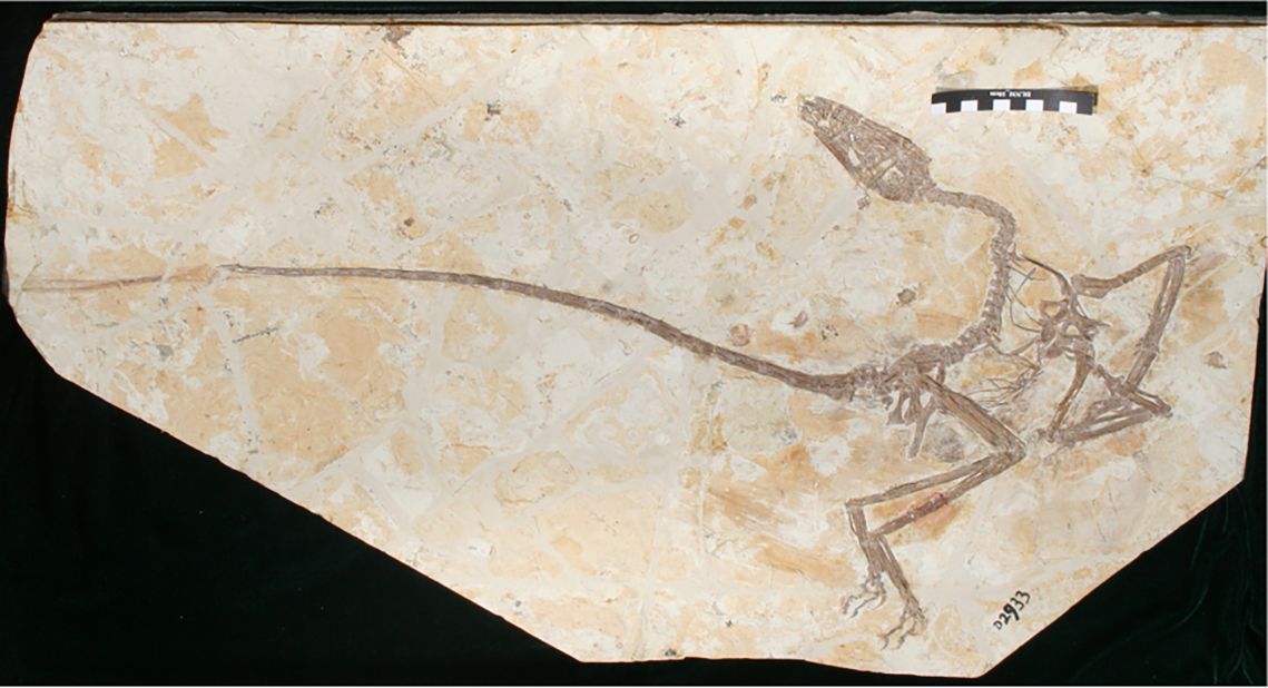 The Wulong bohaiensis fossil found in China's Jehol Province  shows some early, intriguing aspects that relate to both birds and dinosaurs. 