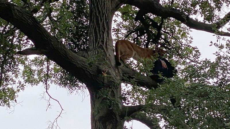 A 3-year-old Boy Was Attacked By A Mountain Lion In A California ...