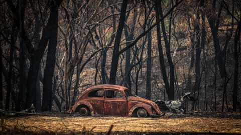 Bushfires have destroyed huge areas of Australia in recent months.