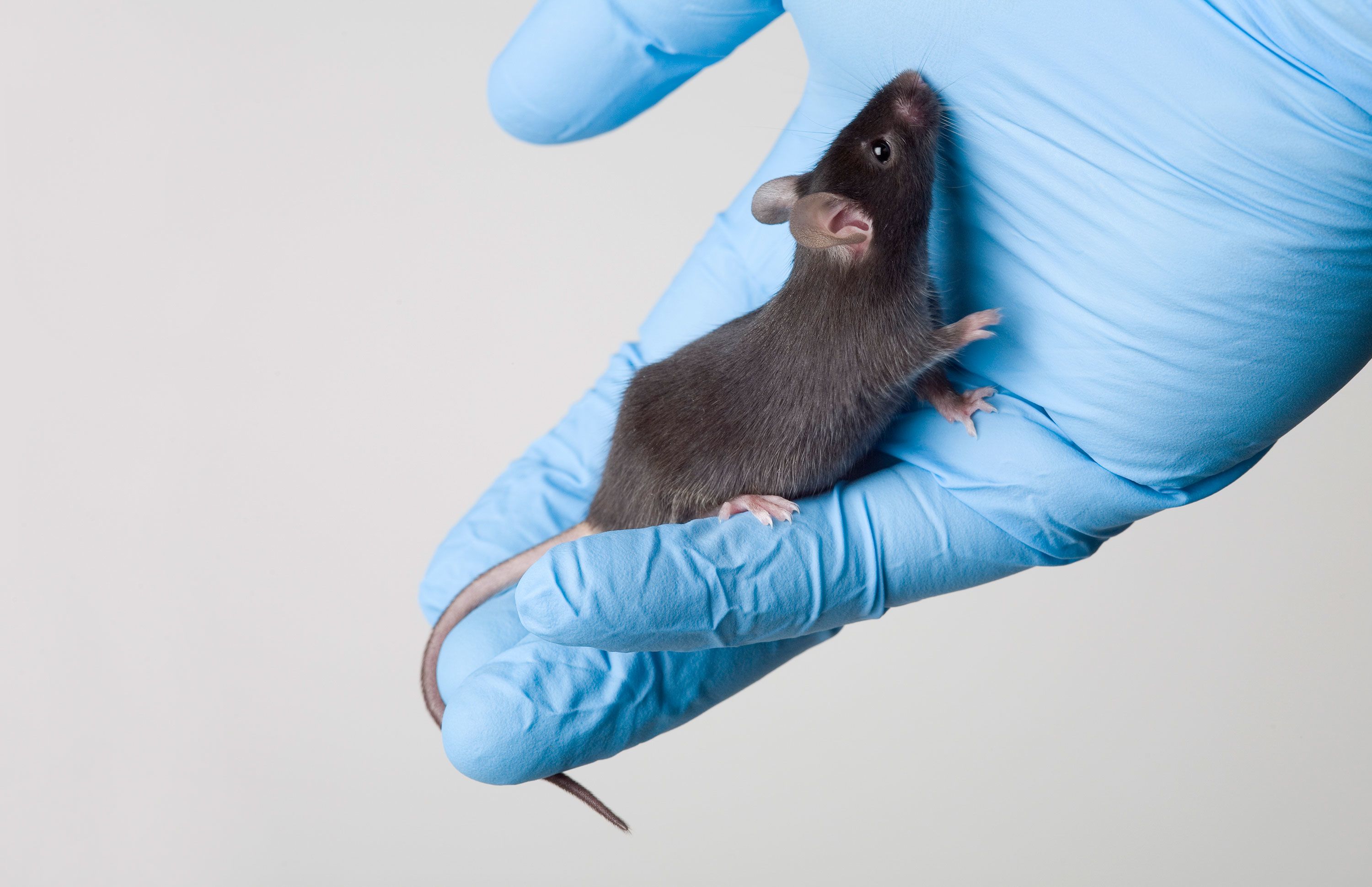 Link between stress and hair turning prematurely gray revealed in animal study | CNN Link between stress and hair turning prematurely gray revealed in animal study | CNN