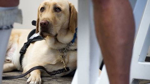 airlines emotional support animals RESTRICTED