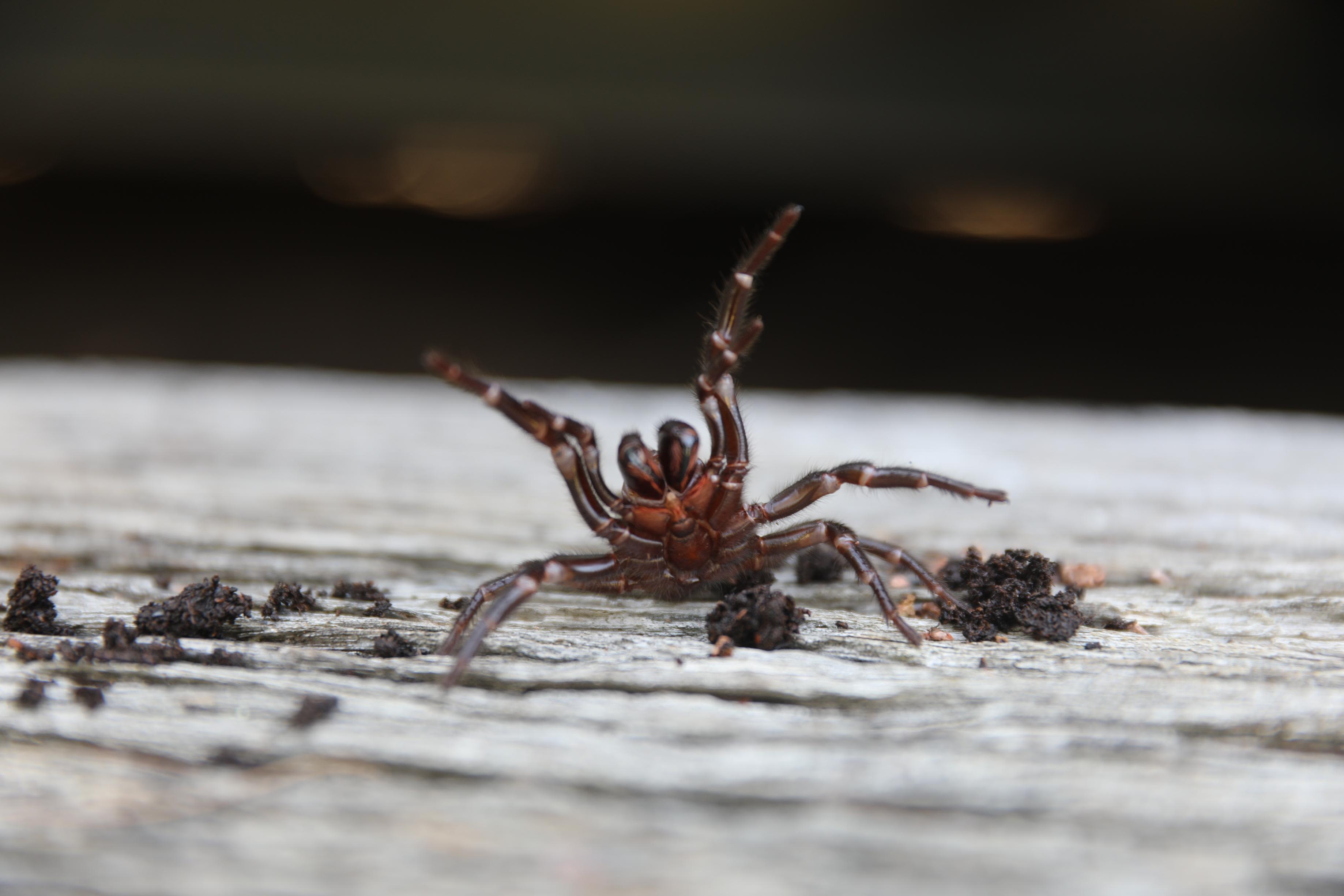 World's deadliest spider: the funnel-web - Australian Geographic