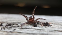 Australia funnel-web spider