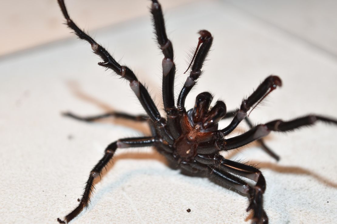 Experts say the Australian funnel-web is one of the most dangerous spiders on Earth.