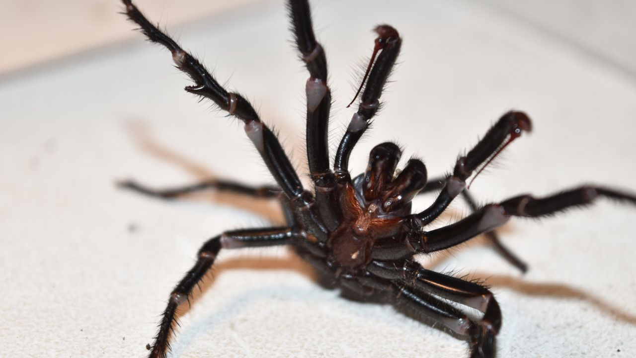 Experts say the Australian funnel-web is one of the most dangerous spiders on Earth.
