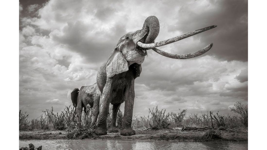 <strong>Commended, Endangered Planet portfolio: </strong>UK photographer Will Burrard-Lucas' impressive images of elephants in Tsavo East National Park, Kenya, were commended in this category.