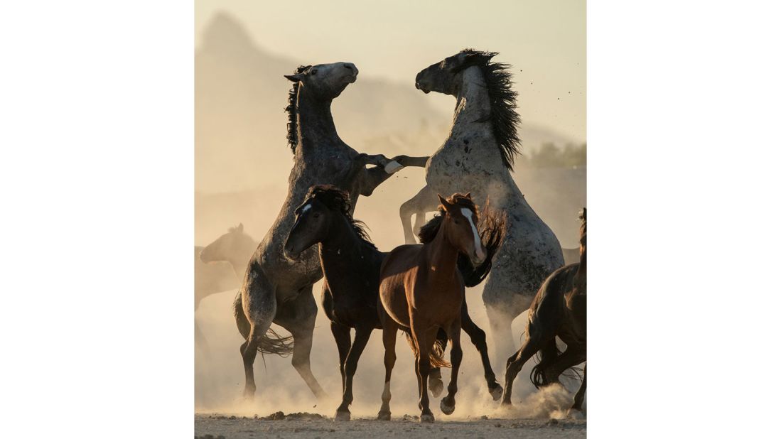 <strong>Winner, Thrills & Adventures portfolio: </strong>Brian Clopp took these images while living amongst the Onaqui wild horses in harsh desert conditions in Utah.