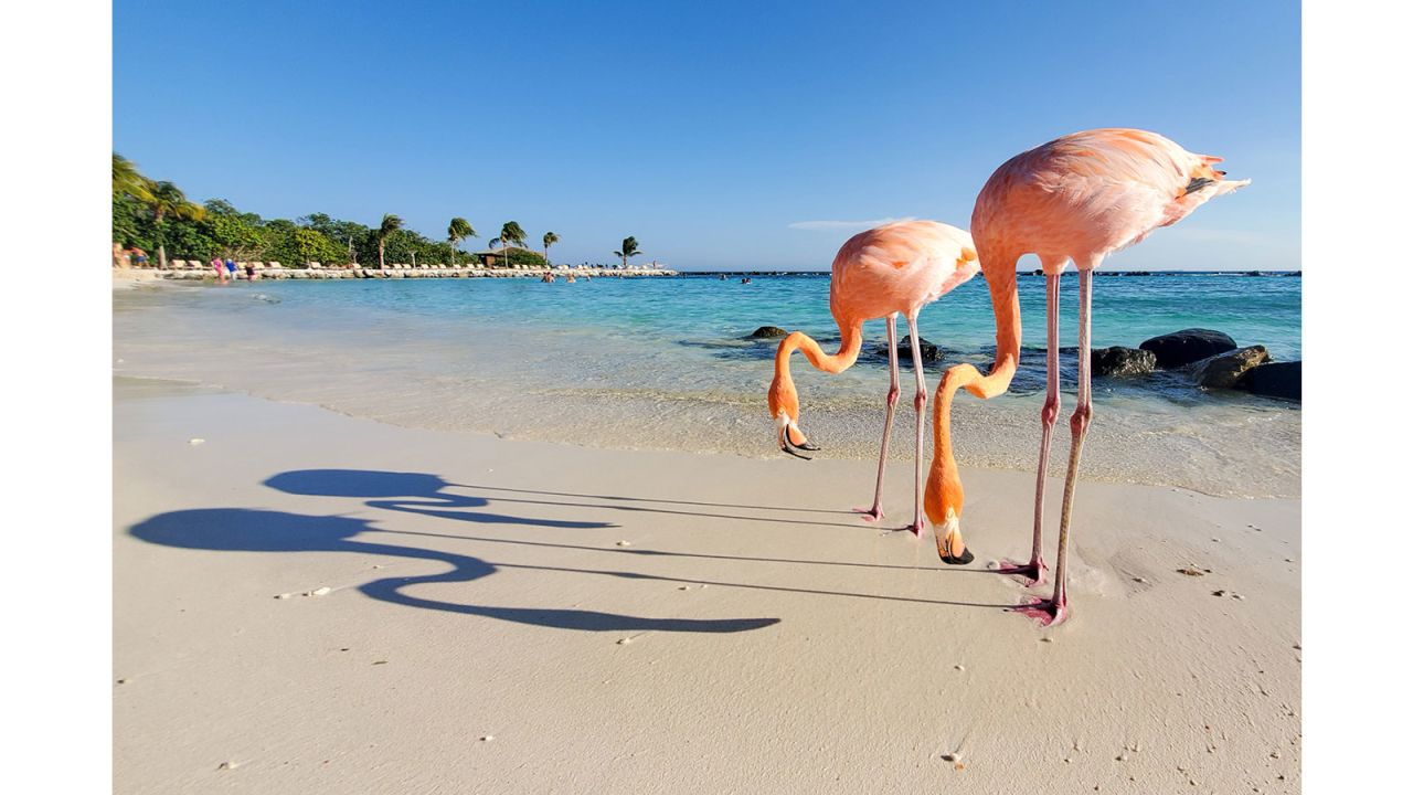 <strong>Winner, SmartShot iTravelled: </strong>Benjamin Shaul's iPhone image of flamingos on the beach was taken in Oranjestad, Aruba.