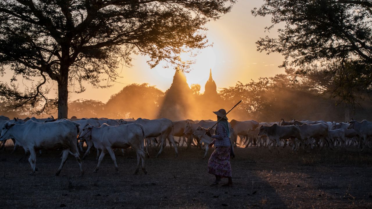 <strong>Bagan, Burma: </strong>A shepherd leads her herd as the sun sets behind the mountains in Bagan, one of the world's greatest archeological sites, in the Mandalay Region of Myanmar.