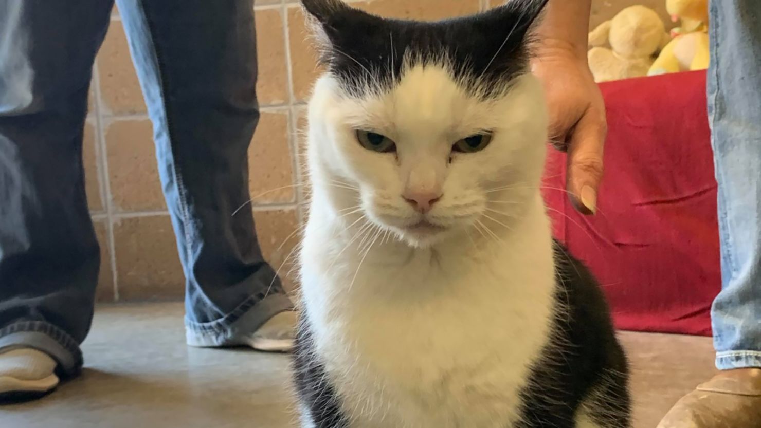 Fierce Feline Named 'Angry Pearl' Goes From Shelter to Viral Stardom - ABC  News