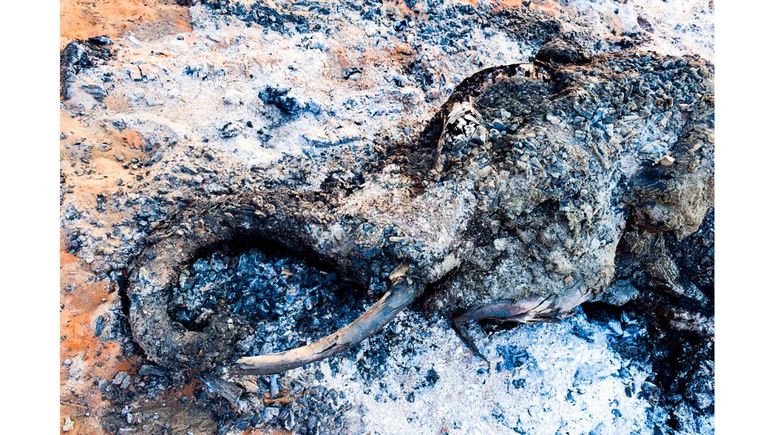 <strong>Winner, Best Single Image in an Endangered Planet portfolio:</strong> Jason Edwards from Australia took this prize with his image of the charred remains of a tortured African elephant in northern Botswana.