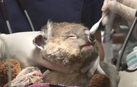 A young koala named Jeremy receives medical attention for burns at the Healesville Sanctuary in Badger Creek, Australia, on January 23.