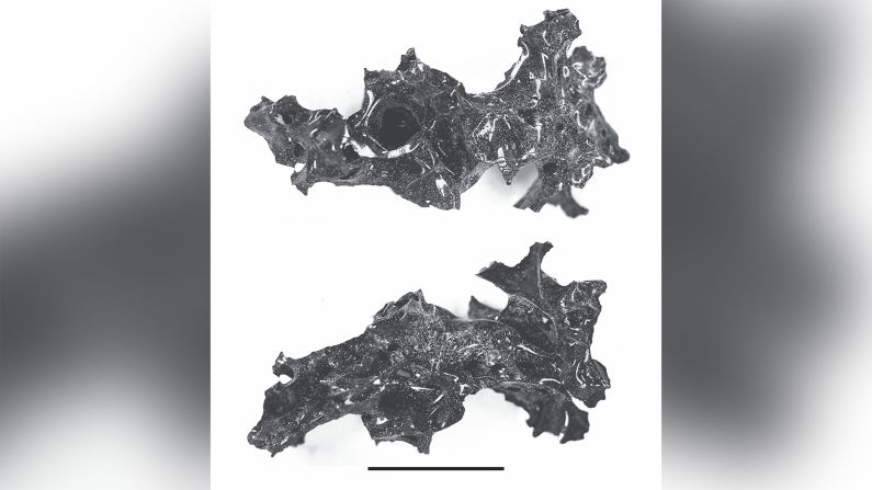 <strong>Volcano turned brains into glass:</strong> In January, researchers published an analysis of a skull belonging to a person who perished during the eruption of Vesuvius in 79 A.D. Although the remains were found in the 1960s, the new study found that parts of the brain had been vitrified, or turned into a glassy black substance by the heat.<a href="https://www.trupilariante.com/2020/10/05/europe/brain-cells-vesuvius-victim-herculaneum-scn-scli-intl/index.html" target="_blank"> Further investigation</a> revealed cells in the vitrified brain and intact nerve cells in the spinal cord, which, like the brain, had been vitrified.