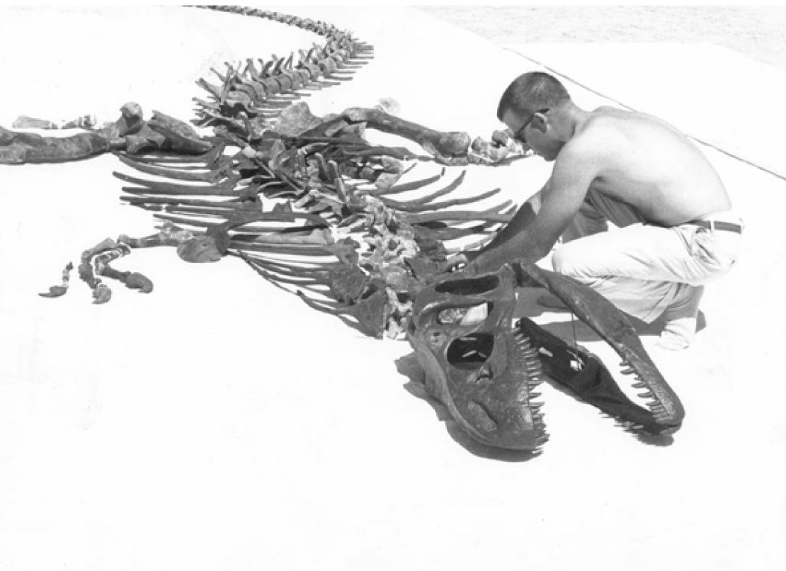 A photo showing the late paleontologist James Madsen Jr assembling a composite skeleton of Allosaurus from the Cleveland Lloyd Dinosaur Quarry