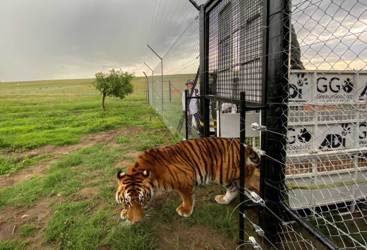 A tiger rescued from a circus in Guatemala by Animal Defenders International arrives at its new home near Winburg, South Africa, on Tuesday, January 21.