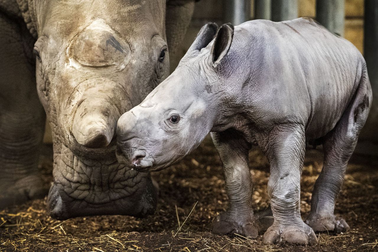 A newborn rhinoceros and his mother stand in their enclosure at the Burgers' Zoo in Arnhem, Netherlands, on Friday, January 17. The baby is the 11th square-lipped rhino to be born as part of the zoo's breeding program.