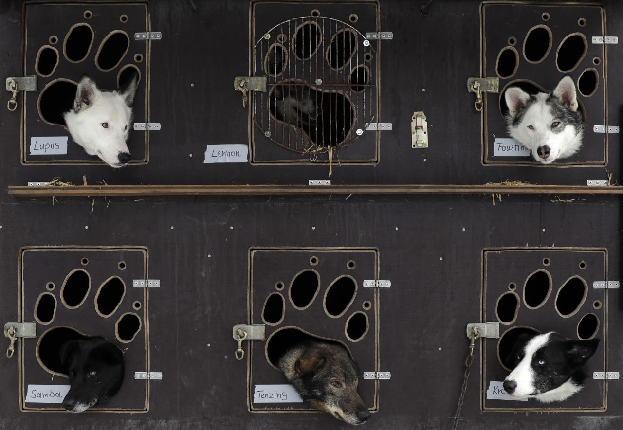 Dogs look out of their transportation box prior the start of the traditional Sedivackuv Long dog sled race near the village of Destne v Orlickych Horach, Czech Republic, on Thursday, January 23. The traditional four-day dog sled race, now in its 24th year, has gone ahead despite a lack of snow.
