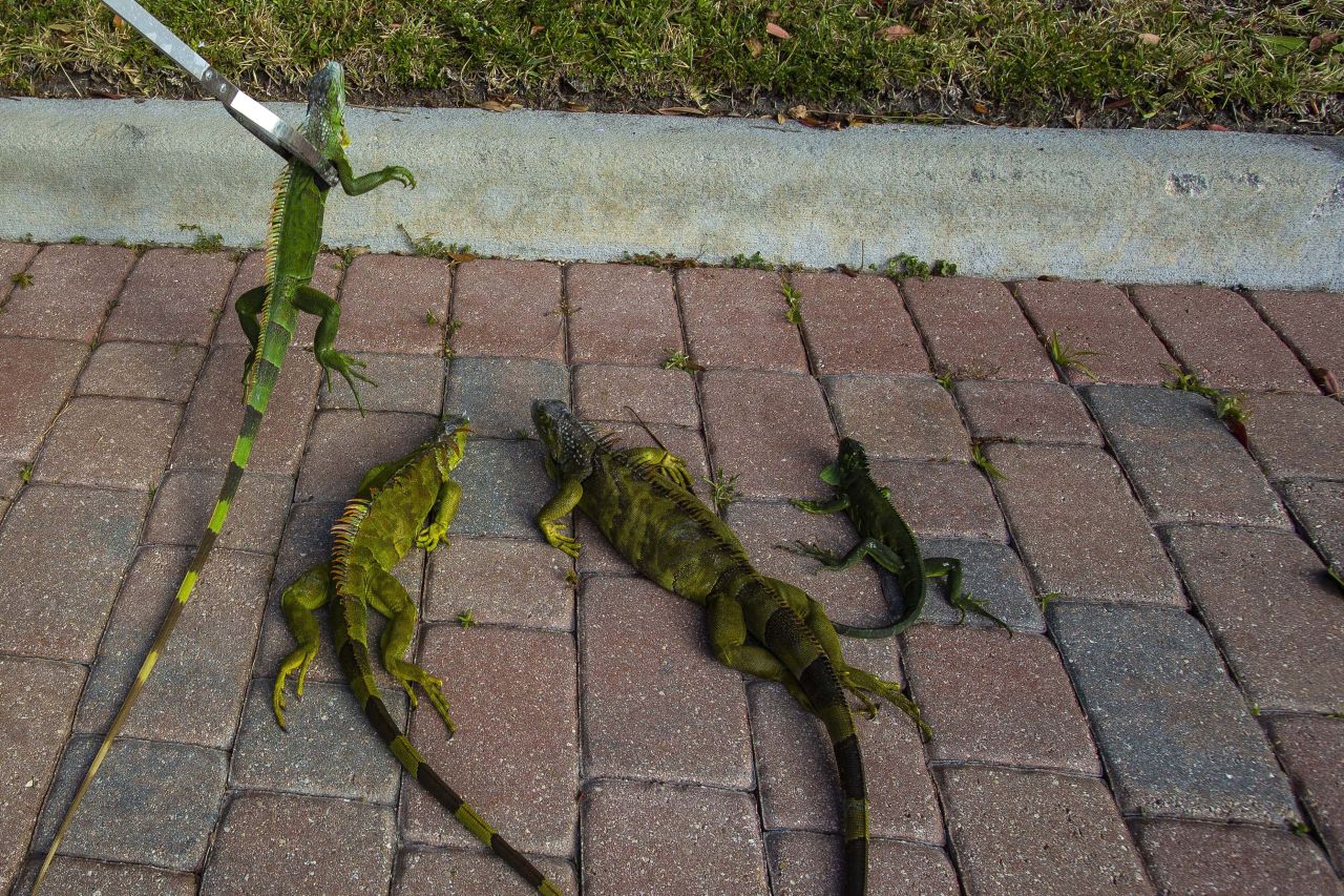 A maintenance worker places iguanas immobilized by cold temperatures on the pavement outside an apartment complex in West Palm Beach, Florida, on Wednesday, January 22. <a href="https://www.cnn.com/2020/01/21/weather/miami-freeze-falling-iguana-forecast-trnd/index.html" target="_blank">Cold-stunned iguanas fell from trees</a> in South Florida on Wednesday morning as temperatures dropped in the region.
