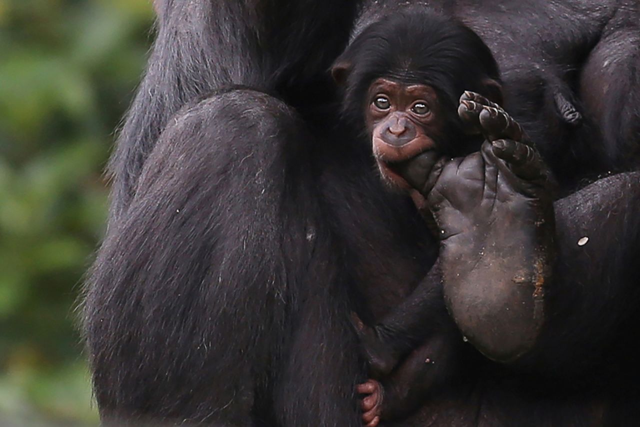 A newborn chimpanzee grips its mother's toe with its mouth at the Sao Paulo Zoo in Brazil on Friday, January 17.
