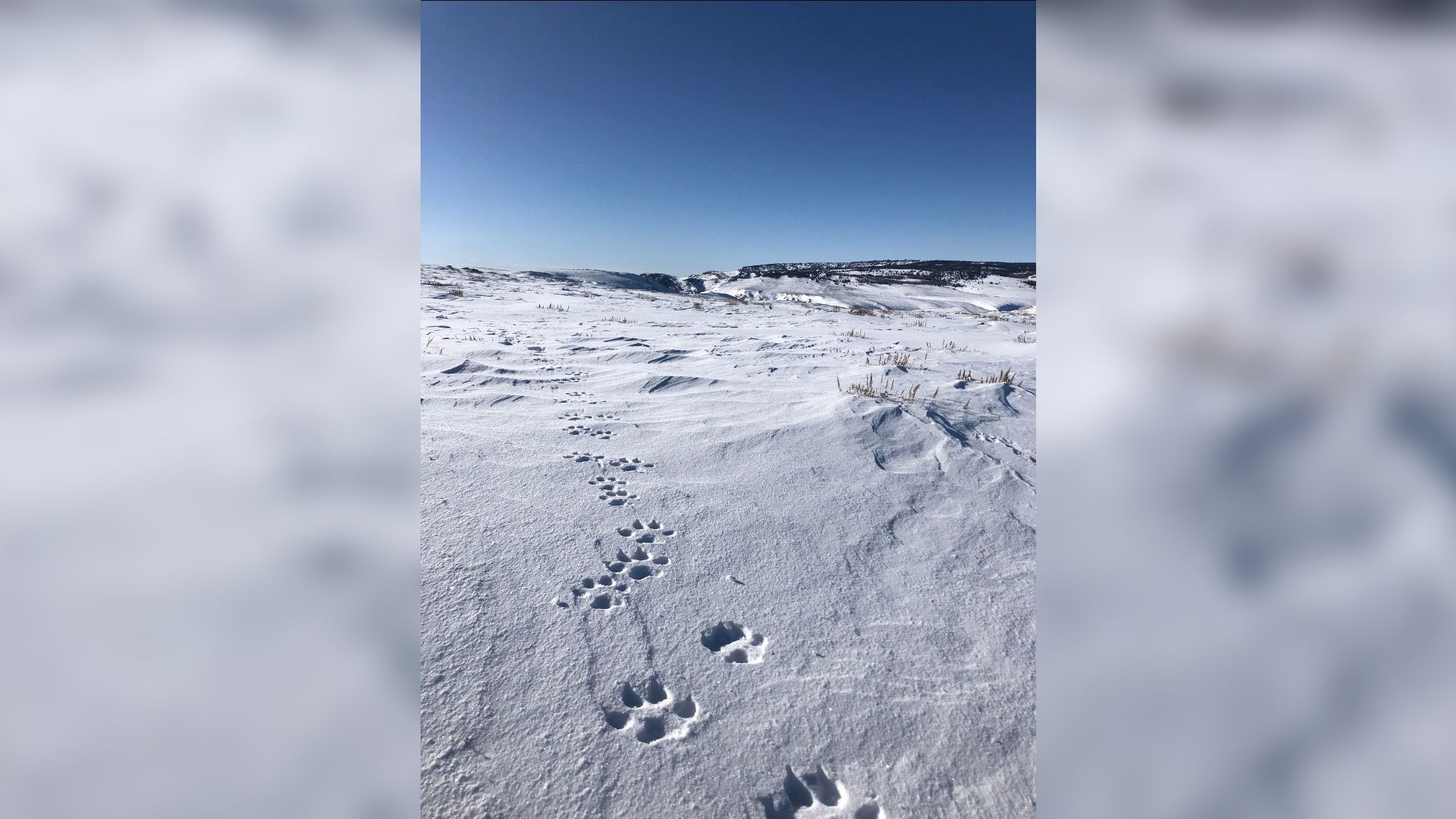 Colorado wolves spotted trnd