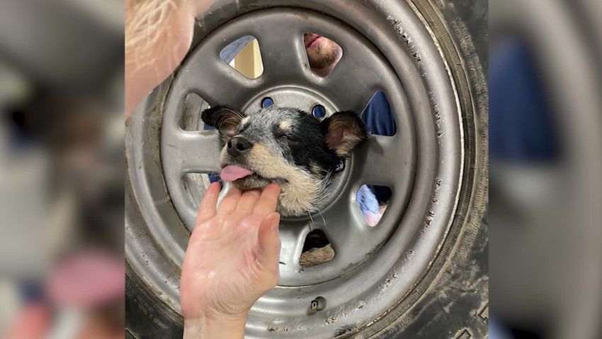 Puppy gets head stuck in wheel rescue