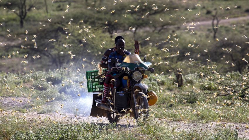 A motorcyclist driving through a desert locust swarm in Kenya on 21 January 2020, Lekiji, Samburu County, near Wamba. 
The United Nations Food and Agriculture Organization (FAO) warned that the desert locust swarms that have already reached Somalia, Kenya and Ethiopia could spill over into more countries in East Africa destroying hundreds of thousands of acres of crops.