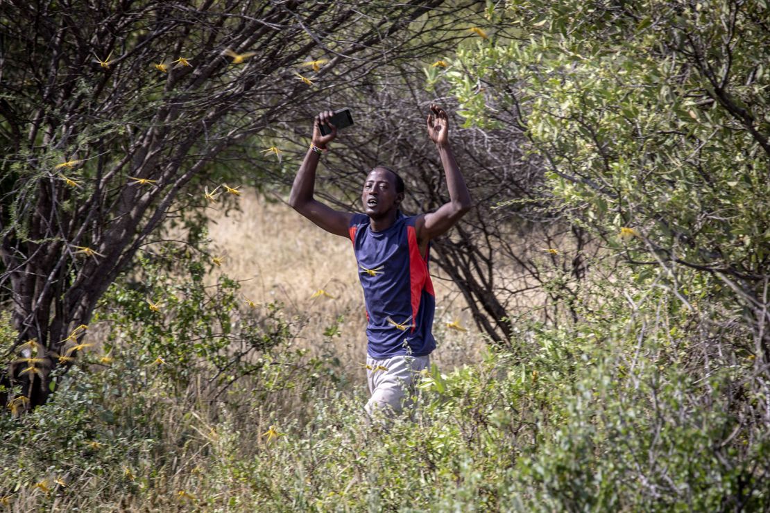 A man walks through a locust swarm in Kenya on 22 January 2020, Samburu County, Ololokwe, Kenya.