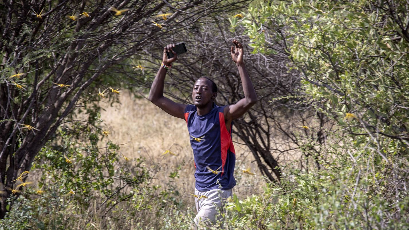 A man walks through a locust swarm in Kenya on 22 January 2020, Samburu County, Ololokwe, Kenya.