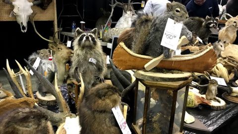 What they teach you in taxidermy class | CNN