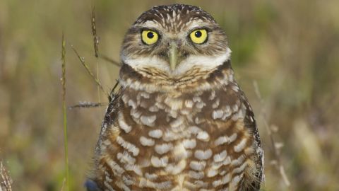 Burrowing owls are a threatened species in Florida, so many of them have moved into cities. Marco Island residents can now earn $250 for letting owls live in their yards, and they don't even need to dig the holes themselves. 